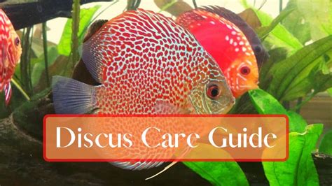 discus fish price philippines|Discus Fish: A Comprehensive Care Guide (Includes Discus Tank Setup.